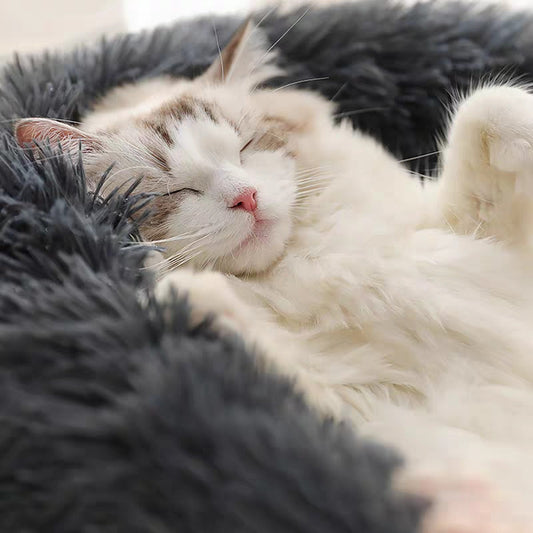 Les raisons pour lesquelles un lit pour chat est un investissement important pour la santé de votre chat