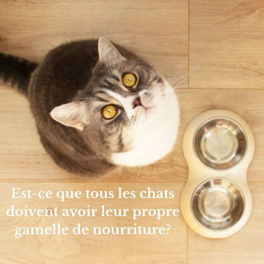 Gamelle chat