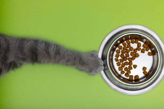 Gamelle chat