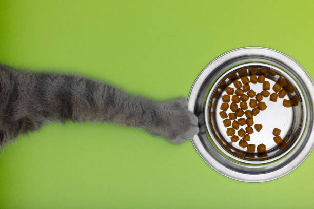 Gamelle chat