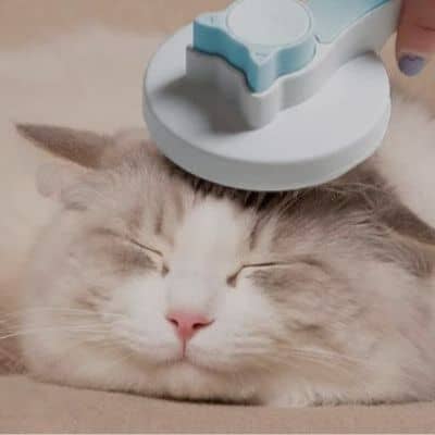 Brosse pour chat massante