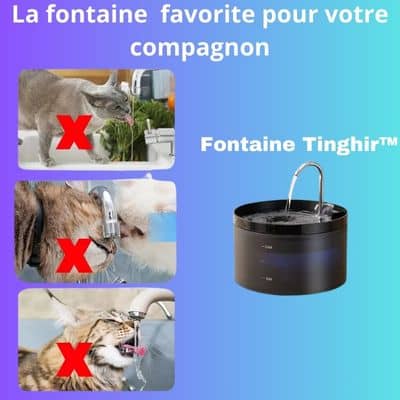 fontaine a eau chat système filtre