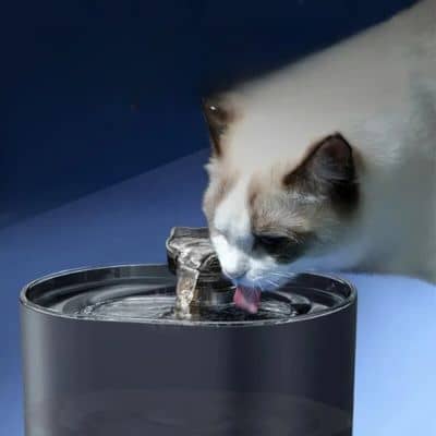 fontaine a eau chat tête de chat