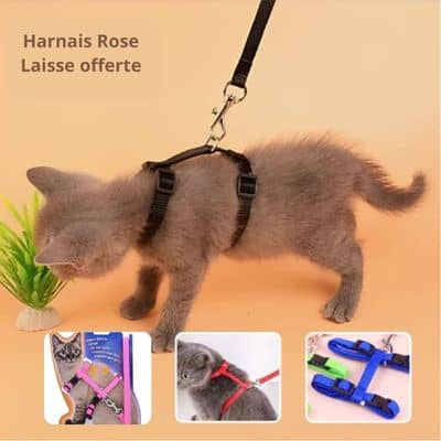 Harnais-chat-rose