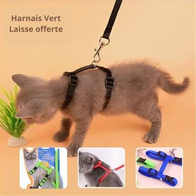 Harnais-chat-vert