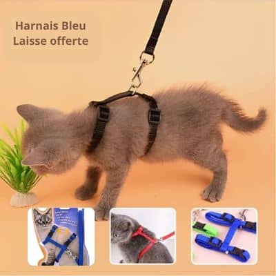 Harnais-chat-bleu