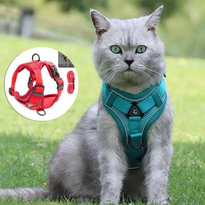 harnais chat rouge