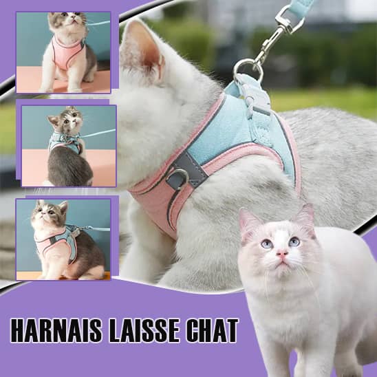 harnais chat confort