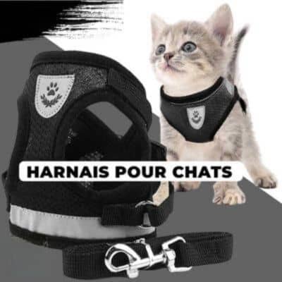 Harnais chat 