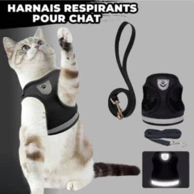 Harnais-chat-robuste