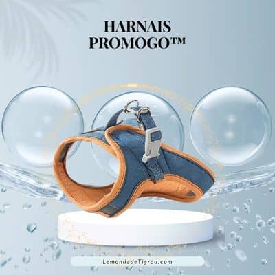 harnais chat bleu