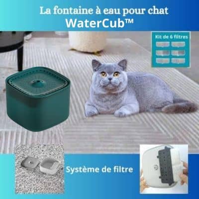 fontaine a eau chat avec filtre