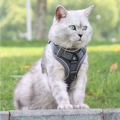 harnais chat gris