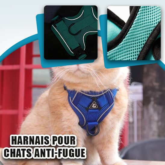 Harnais chat  | Ugly™