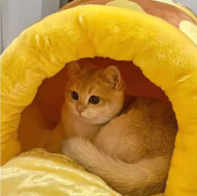 niche-pour-chat-jaune